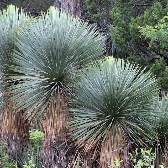 ユッカ・ロストラータ「ブルー・ベルベット」 7号鉢 | | ドライ