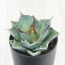 アガベ・チタノタ「フィリグリー」 3.5号鉢 | | チタノタ銘品シリーズ