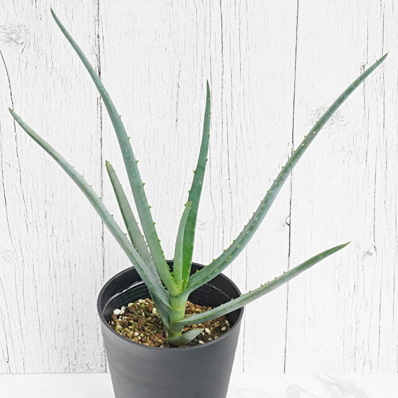 アロエ「タンジェリン」 ※ハイブリッドアロエ 4.5号鉢 | | 多肉・塊根