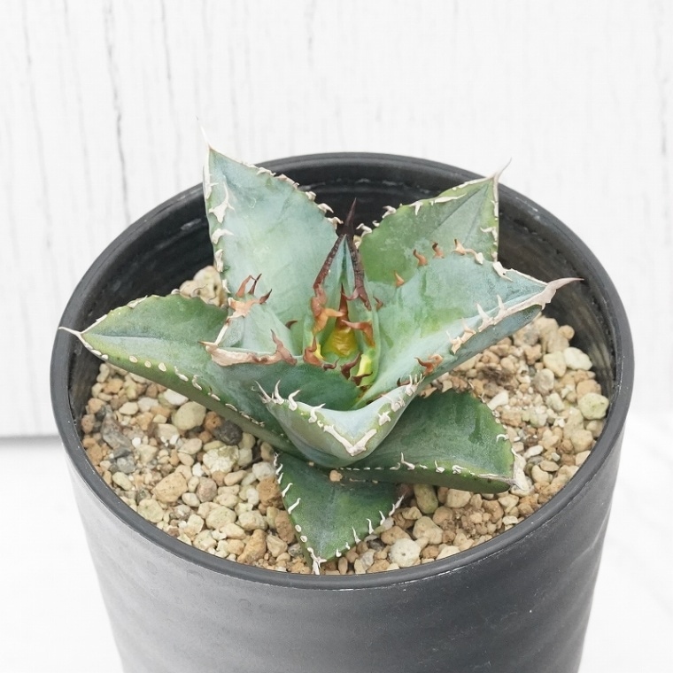 アガベ・チタノタ「狼人」 3.5号鉢 | | チタノタ銘品シリーズ | 四国