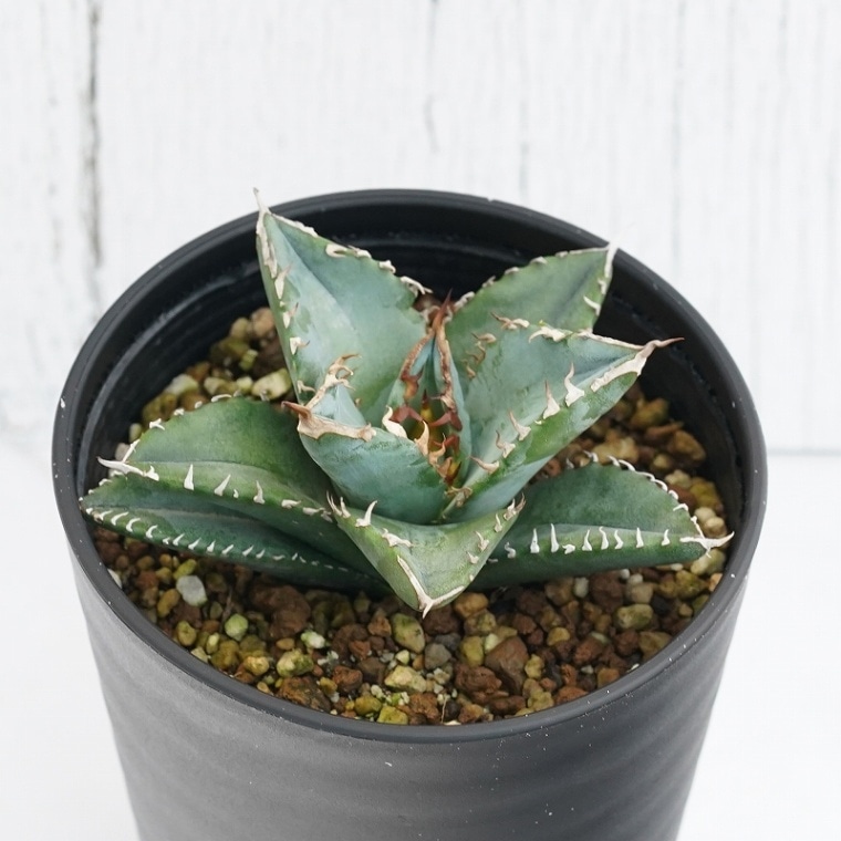 アガベ・チタノタ「白火焔（ホワイト・フレイム）」 3.5号鉢