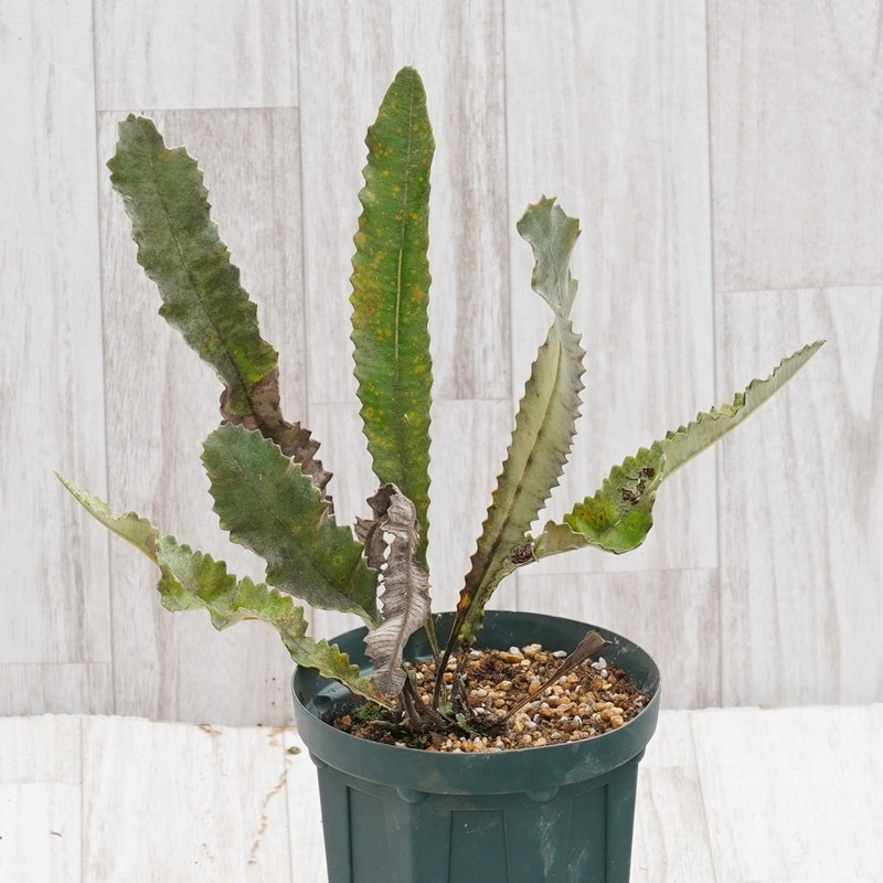 訳あり株】バンクシア・ペティオラリス 5号ロングスリット鉢