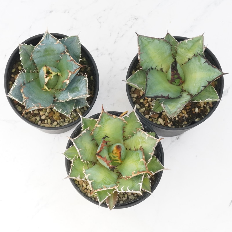 アガベ チタノタ銘品3種セット（白鯨・赤猫・黒火焔）3.5号鉢