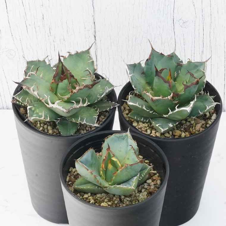 アガベ チタノタ高級銘品見計らい3種 3.5号鉢 | | アガベお買い得