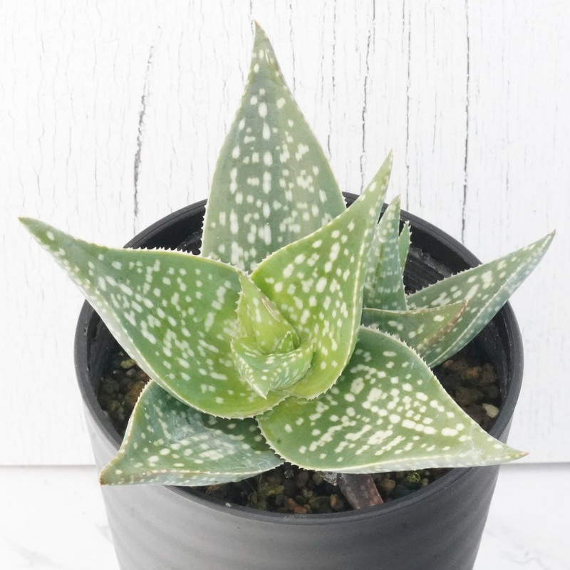 アロエ「チャチャ」 3.5号鉢 | | 多肉・塊根植物,アロエ | 四国