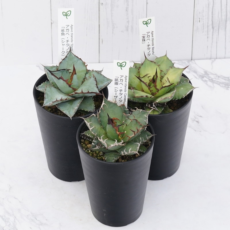 アガベ チタノタ銘品3種セット（シーザー・宝珠・シャーク）3.5号鉢