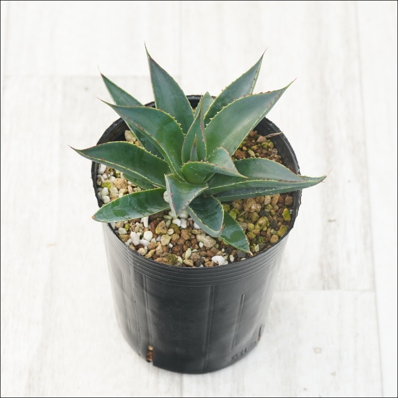 アガベ「ブルー・グロー」 3号ロングポット | | アガベ