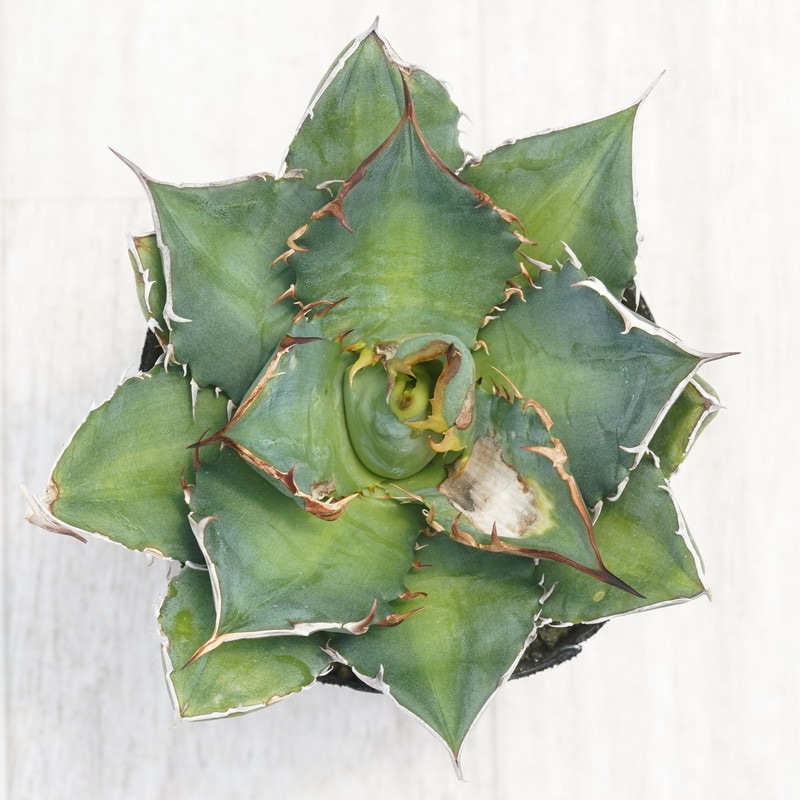 訳あり株】アガベ・チタノタ「宝珠」3号ロングポット | | アガベ