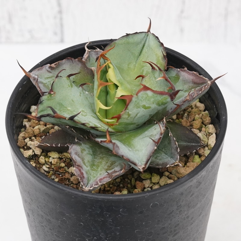 アガベ・チタノタ「ブラック＆ブルー」変種 ツイストタイプ 3.5号鉢