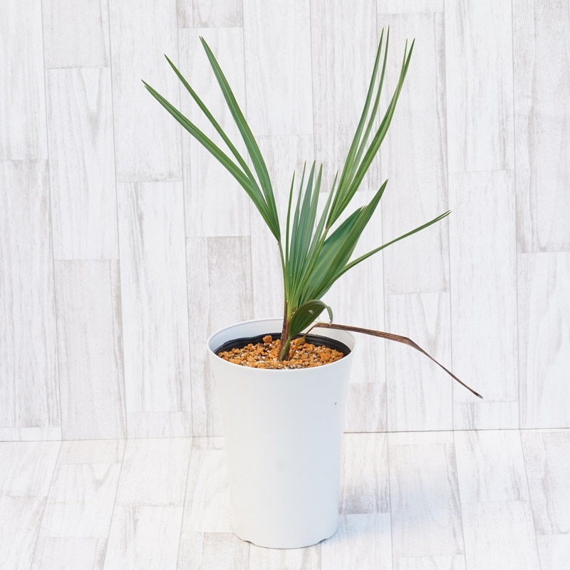 チャメロプス・フミリス・セリフェラ 7号鉢 | | ドライガーデン