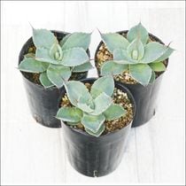 アガベ「ブルー・フレイム」 5号ポット | | アガベ（リュウゼツラン