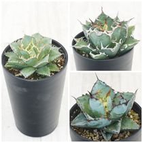 アガベお買い得セット | 四国ガーデン株式会社