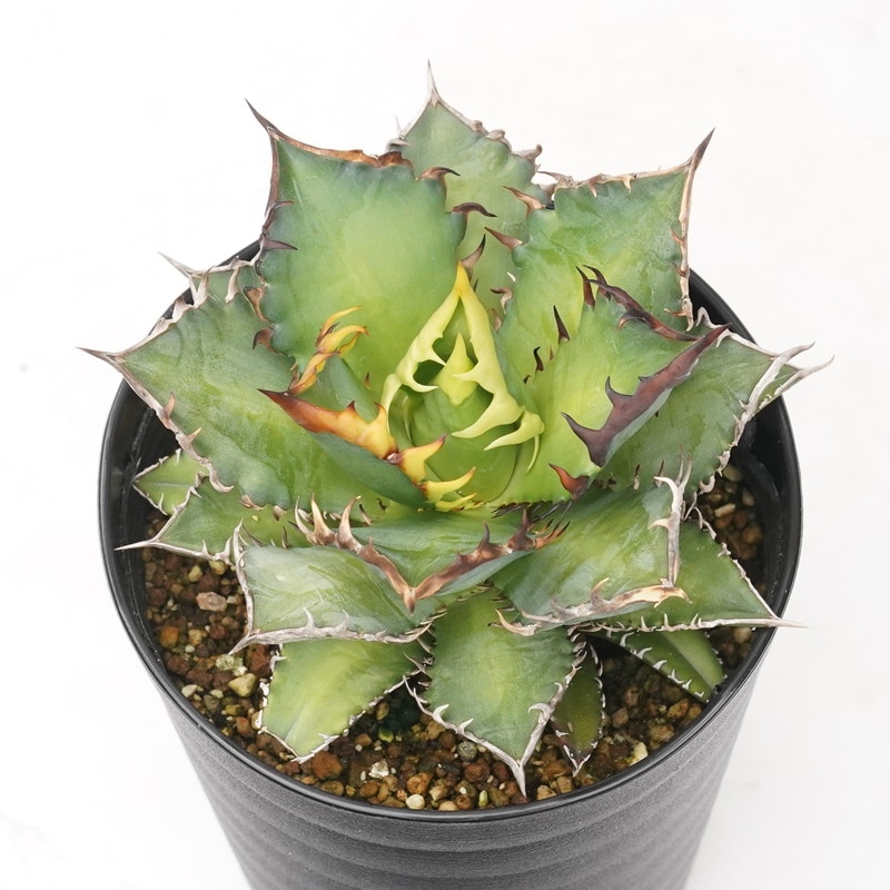 アガベ・チタノタ「レッドキャット・ウィーズル」 4.5号鉢