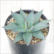 アガベ・オバティフォリア「オルカ」4号ロングポット | | アガベ