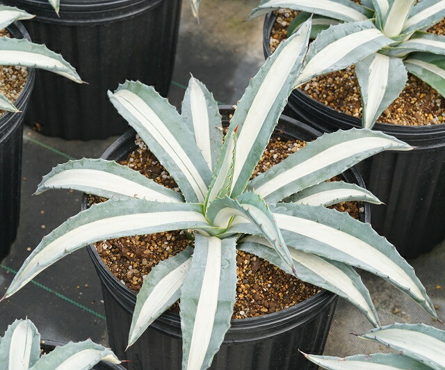 アガベアメリカーナ華厳