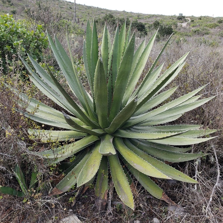 アガベ・ガルシアメンドーサ 5号ポット | | アガベ（リュウゼツラン