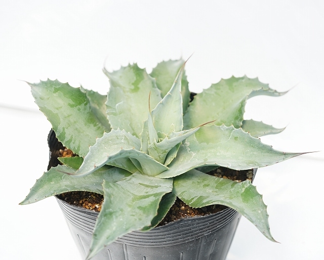 アガベ・オバティフォリア「ヴァンジー」 5号ポット | | アガベ