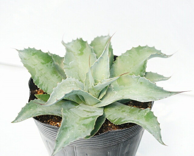 アガベ・オバティフォリア「ヴァンジー」 5号ポット | | アガベ