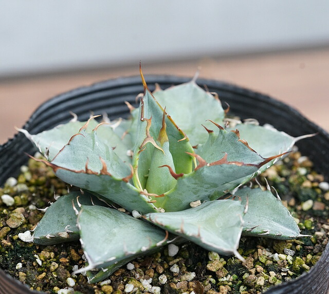 アガベ・チタノタ「ホワイト・アイス」 5号ポット | | アガベ