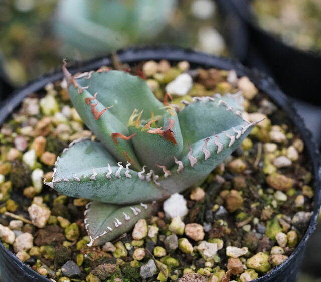 アガベ・チタノタ「ブルー」実生株 コンパクトフォーム特選株 2号