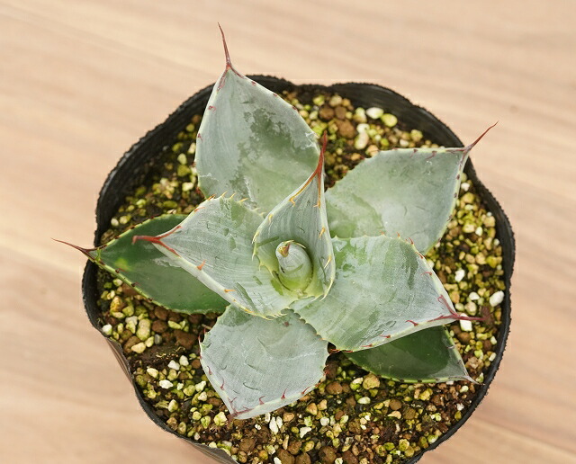 アガベ・パリー 5号ポット | | アガベ（リュウゼツラン） | 四国