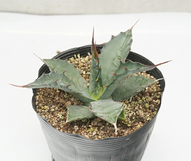 アガベ・サルミアーナ・フェロックス 5号ポット | | アガベ