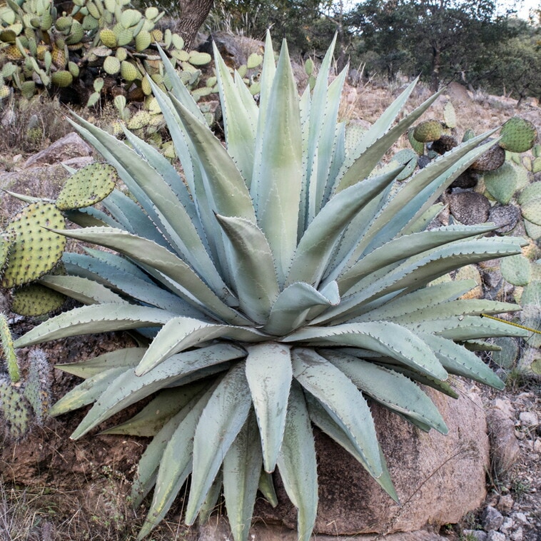 アガベ・シュリベイ・マグナ 5号ポット | | アガベ（リュウゼツラン