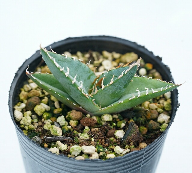 アガベ・ジェスブレイティ「パープソラム」 2号ロングポット