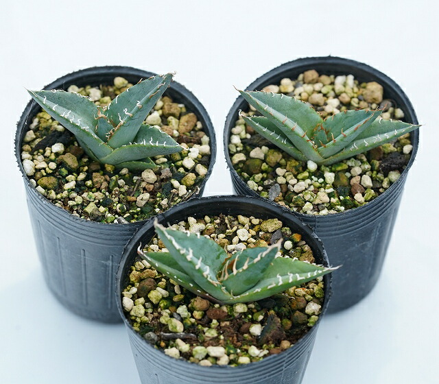 アガベ・ジェスブレイティ「パープソラム」 2号ロングポットx3株