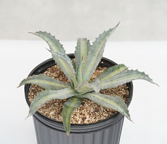 アガベ・エクスパンサ中斑 大株 ※7号規格 抜き苗 | | アガベ