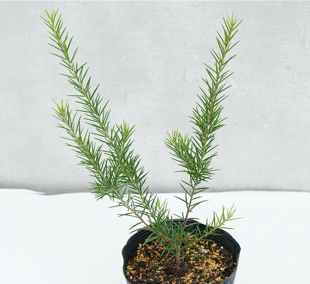 グレビレア「キャンベラ・ジェム」5号ポット | | ネイティブプランツ