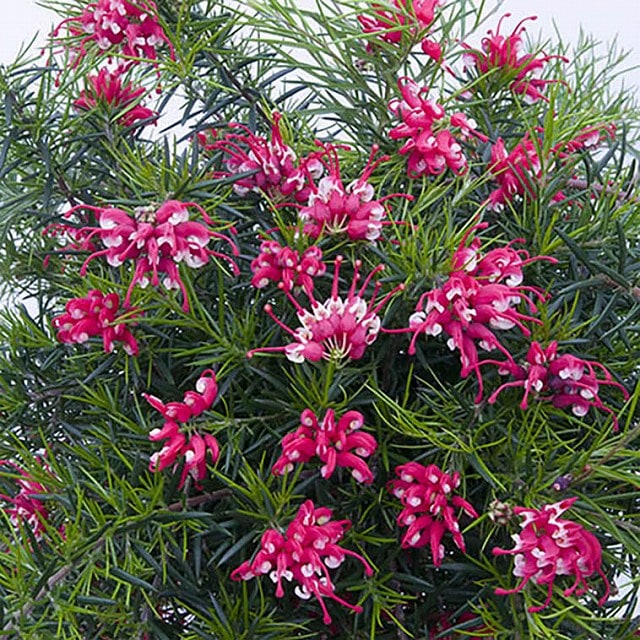 グレビレア「キャンベラ・ジェム」5号ポット | | ネイティブプランツ