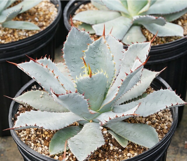 アガベ・グアダラハラナ 大株 ※7号規格 抜き苗 | | アガベ