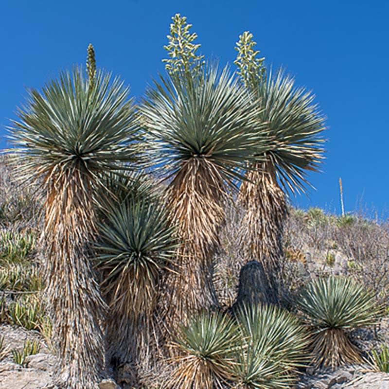 ユッカ・ロストラータ 5号ロングスリット鉢 | | ドライガーデン