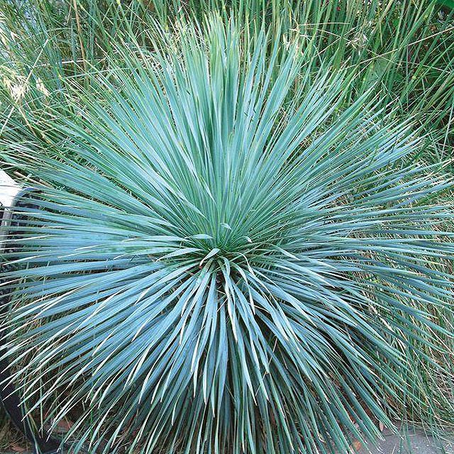 ユッカ・ロストラータ「サファイア・スカイズ」7号ポット | | ドライ