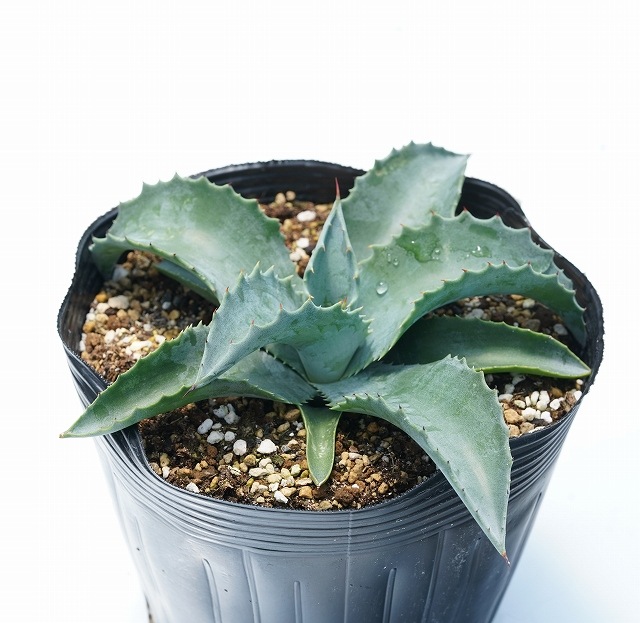 アガベ「ミスター・リップル」 5号ポット | | アガベ（リュウゼツラン