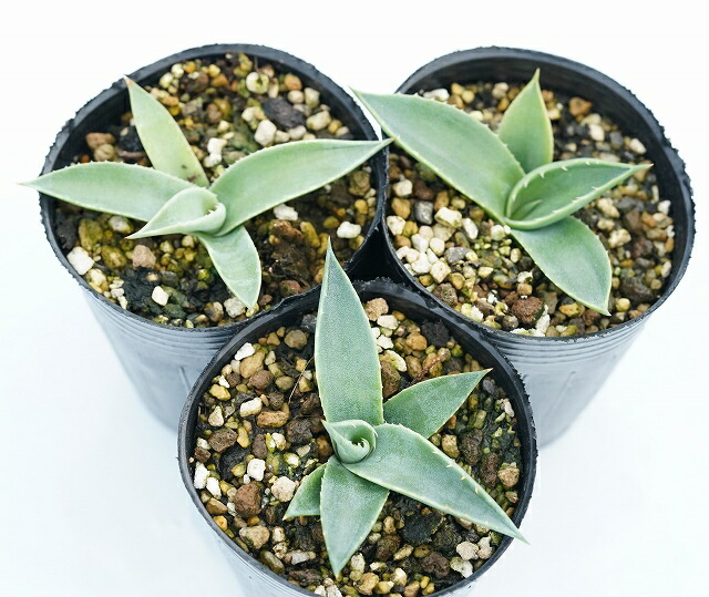 アガベ・モンタナ 2号ロングポット×3株セット | | アガベ