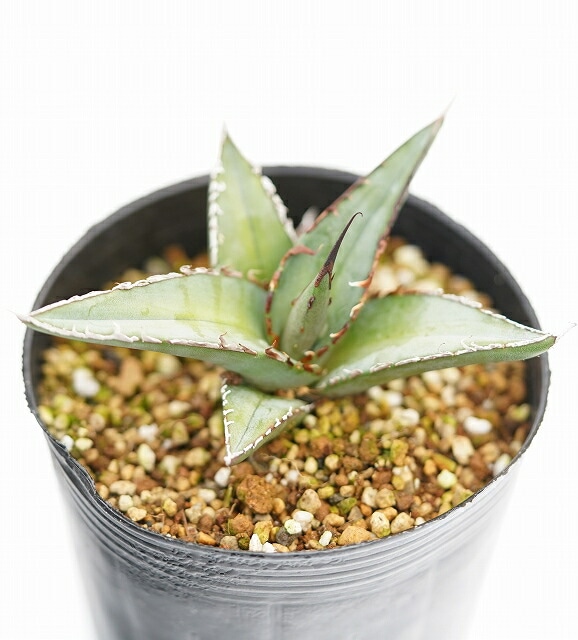 特選株】アガベ・オテロイ 裏棘 3号ロングポット | | アガベ実生選抜株