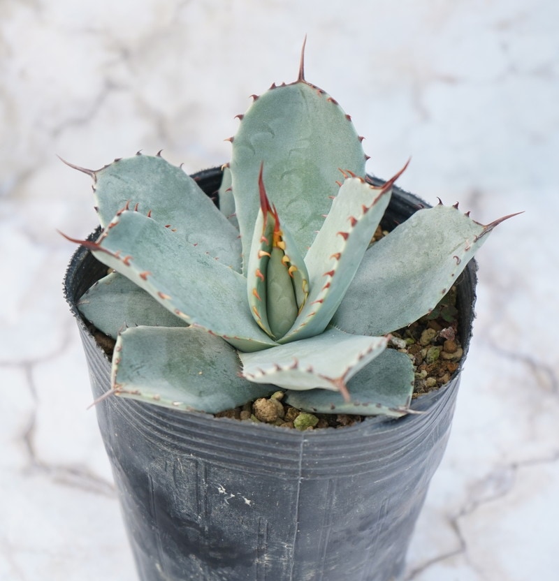 特選】アガベ・パリー・トルンカータ ”ホワイトブルー丸葉 特選中株