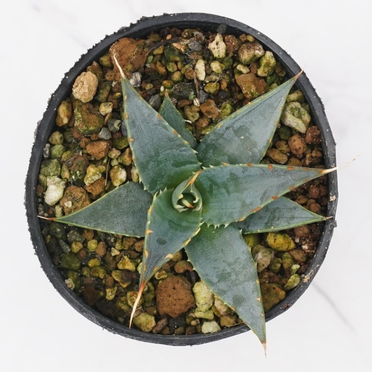 アガベ・ユタエンシス「エボリスピナ」 2号ロングポット | | アガベ