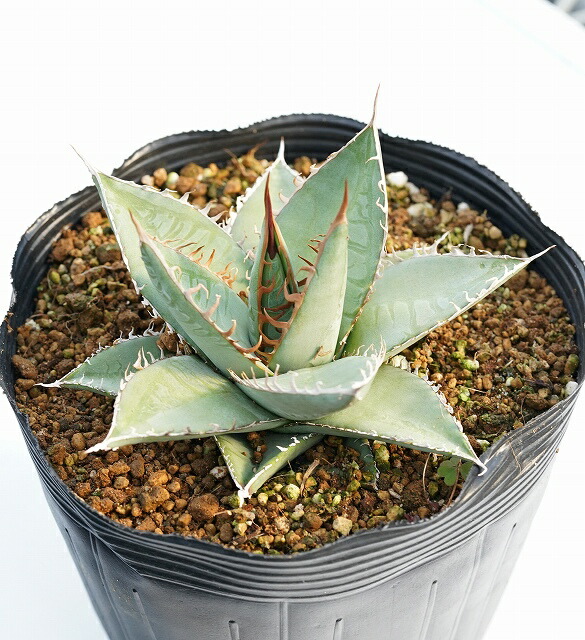 アガベ・ジェスブレイティ「パープソラム」 5号ポット | | アガベ