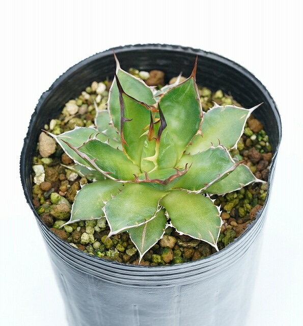 アガベ・ホリダ 