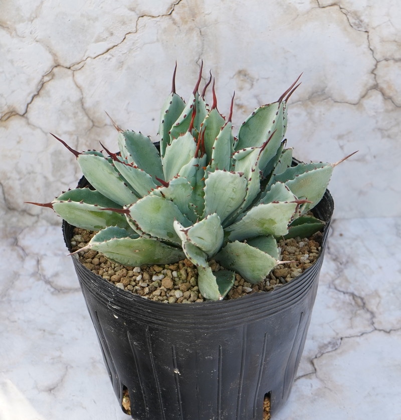 アガベ・ポタトラム「キュービック」 5号ポット | | アガベ