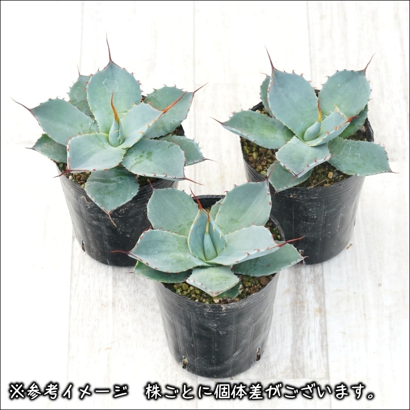 アガベ・パリー・トルンカータ メリクロン株 3号ロングポット