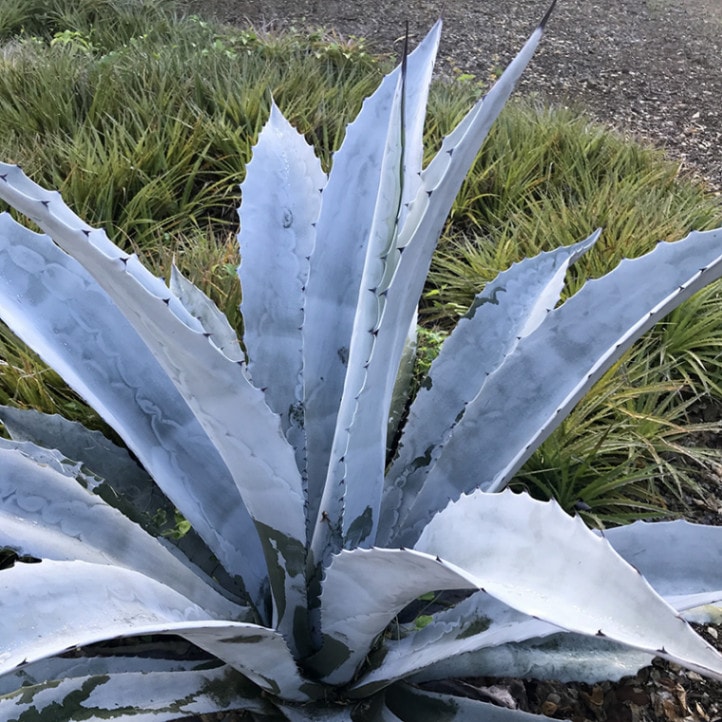 アガベ・アメリカーナ「フランゾシニー」 5号ポット | | アガベ