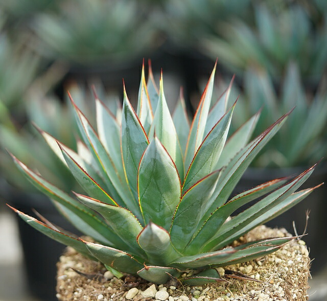 限定品】アガベ「ブルー・グロー」 大株 ※10号規格 抜き苗 | | アガベ