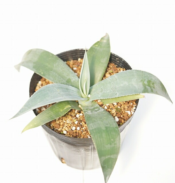 特選メリクロン株】アガベ・ウェベリー 5号ポット | | アガベ