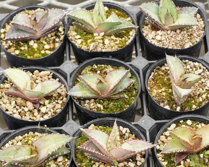 アガベ・オテロイ ミニチュア仕立て株 2号 | | アガベ実生選抜株