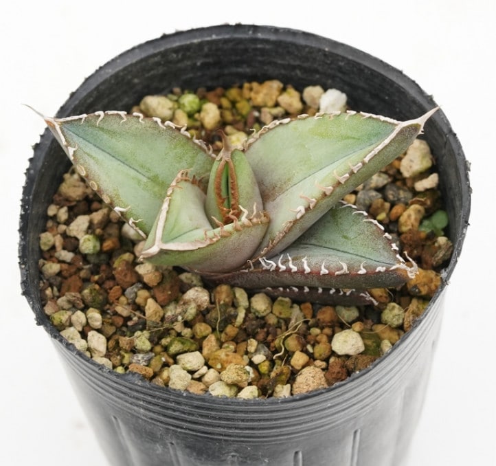 HIDDEN AGAVEジェレミー Creep 発根済タグ付き③