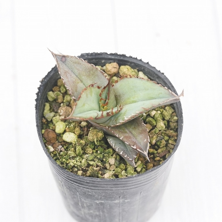 アガベ・オテロイ(チタノタ・グリーン）2号ロングポット | | アガベ